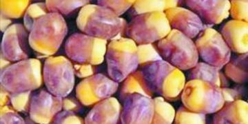 ستات مصرية: ملعقة عسل وكوب ماء وفانيليا وليمونة.. أحسن شربات