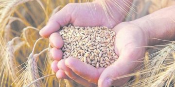  2000 جنيه لأردب القمح.. وسداد المستحقات خلال ٨٤ ساعة