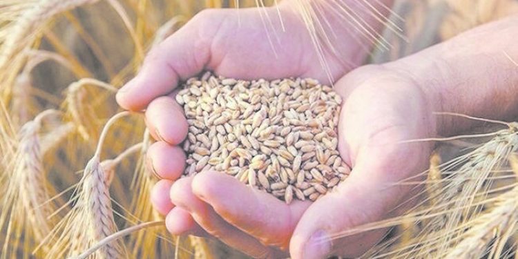 2000 جنيه لأردب القمح.. وسداد المستحقات خلال ٨٤ ساعة 1 - جريدة الجمهورية 2000 جنيه لأردب القمح.. وسداد المستحقات خلال ٨٤ ساعة