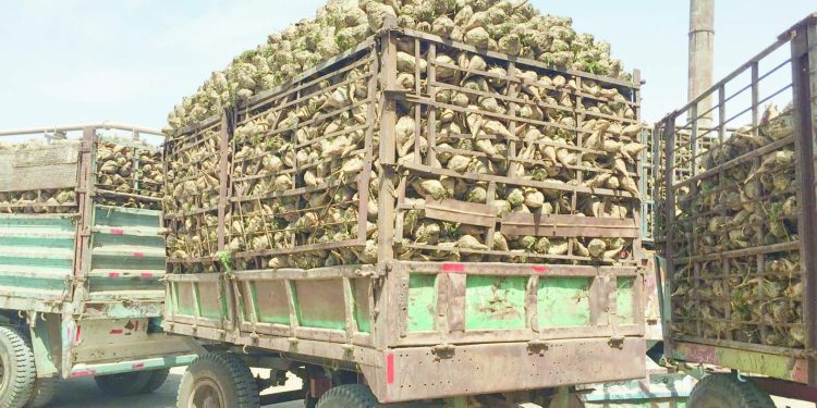 بدء توريد محصول البنجر لمصنع أبوقرقاص للسكر بالمنيا 1 - جريدة الجمهورية هل يعيد «العميد» اختياراته لـ «الحراس»؟!