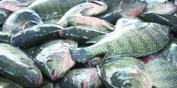 وعى المواطنين.. هزم جشع التجار