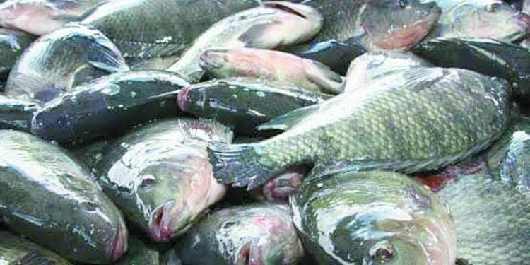 وعى المواطنين.. هزم جشع التجار 1 - جريدة الجمهورية وعى المواطنين.. هزم جشع التجار