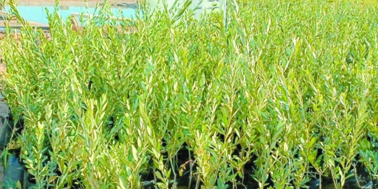 استصلاح 46 ألف فدان.. و18 تجمعاً تنموياً زراعياً
