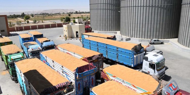 يوم الحصاد .. غداً بدء توريد القمح.. 2000 جنيه للأردب.. وسداد مستحقات المزارعين خلال 48 ساعة 1 - جريدة الجمهورية الأهلى جــاهز للقمــة