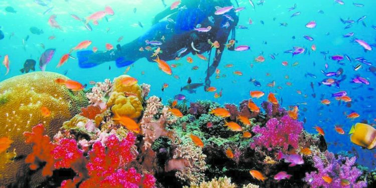 إلزام المنشآت الفندقية ومراكز الغوص بالاشتراطات الخضراء 1 - جريدة الجمهورية تحذير «أفريقى» للقطبين