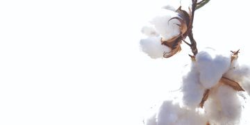 الغزل والنسيج .. «قلاع» الجمهورية الجديدة