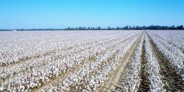 «الذهب الأبيض».. على قمة الأولويات