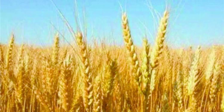 الزمالك يرفض معاقبة «شلبى».. ويصرف مكافآت للاعبين