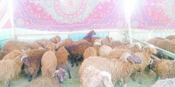 «شوادر الأضاحى».. فى كل مكان