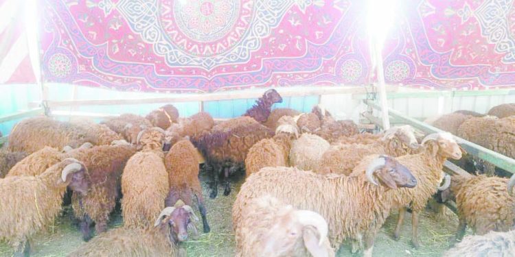 «شوادر الأضاحى».. فى كل مكان