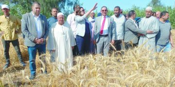 سر النجاح فى زيادة إنتاجنا من الذهب الأصفر