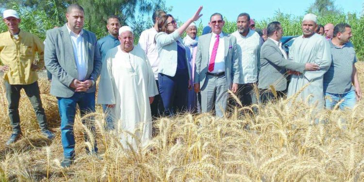 سر النجاح فى زيادة إنتاجنا من الذهب الأصفر 1 - جريدة الجمهورية سر النجاح فى زيادة إنتاجنا من الذهب الأصفر