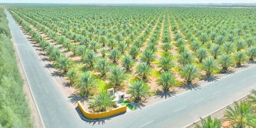 توشكى إرادة قائد ومشروع وطن