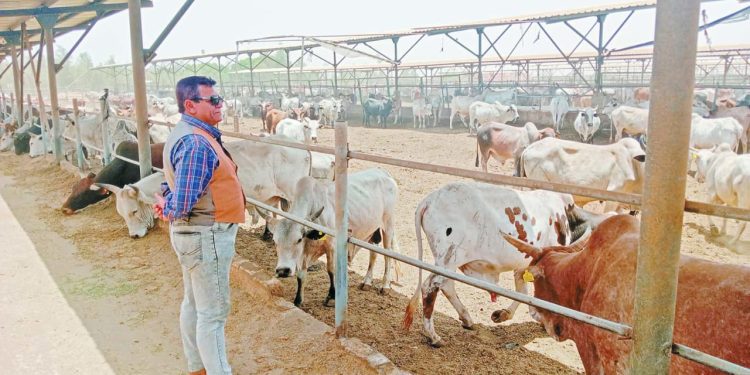 التعاقد على 20 ألف رأس ماشية.. استعدادًا لـ«الأضحى»