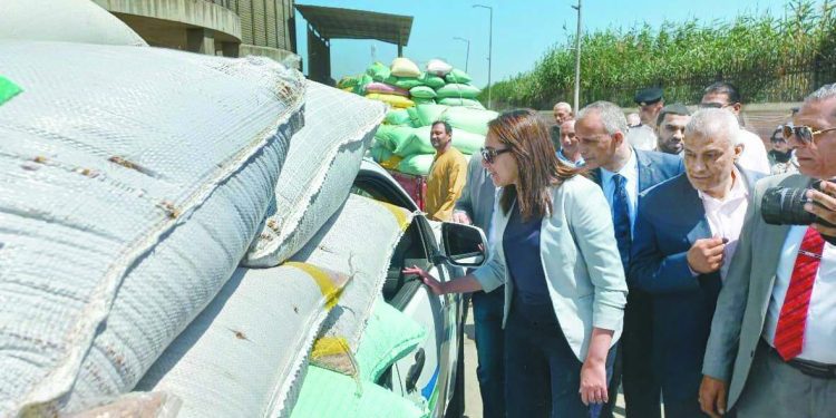 «الذهب الأصفر» يزين الشون والصوامع 1 - جريدة الجمهورية دينا مشرف:الميدالية الأولمبية.. حلمى