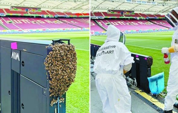 هجوم النحل .. يشعل مدرجات اليورو