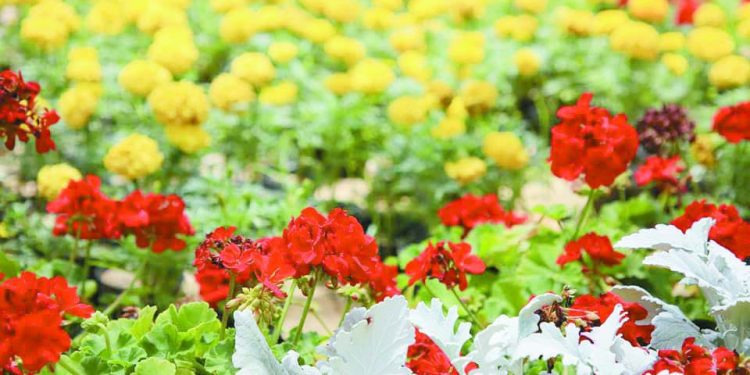 مفاجأة الأخضر: زيِّن حديقتك.. بـ «٥ جنيه»! 1 - جريدة الجمهورية 8 ملايين دولار للموافقة شروط «أهلاوية» لرحيل «عاشور»