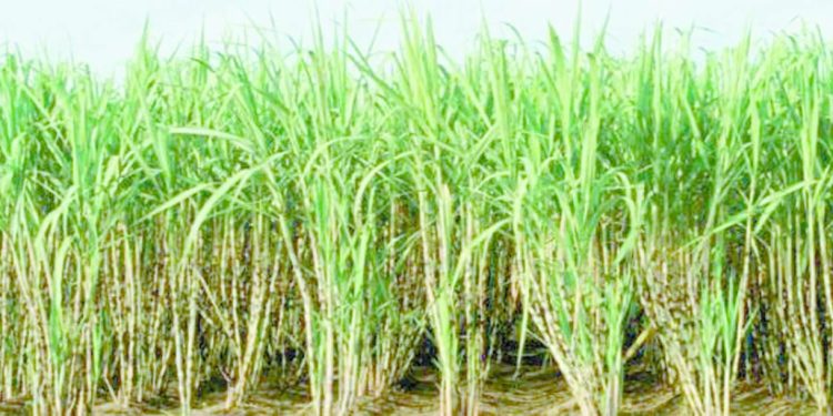 القيمة التسويقية.. تنحاز لرفاق «صلاح»