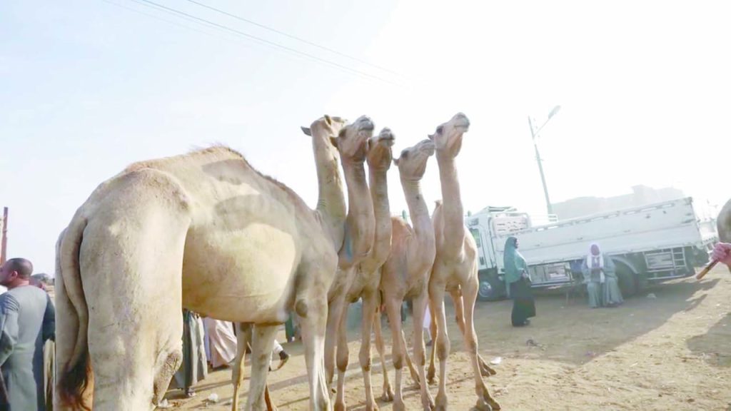 فى أقدم سوق جمال فى مصر .. زحام فى «برقاش» بسبب الأضاحى 2 | جريدة الجمهورية