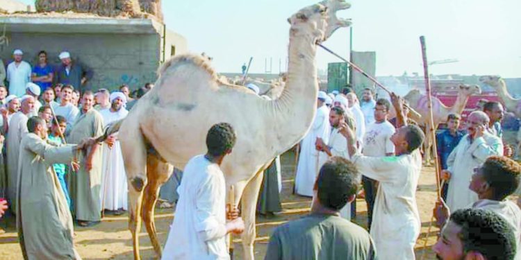 فى أقدم سوق جمال فى مصر .. زحام فى «برقاش» بسبب الأضاحى 1 - جريدة الجمهورية القيمة التسويقية.. تنحاز لرفاق «صلاح»