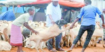 الإفتاء كشفت القضية وحذرت من النصب بالأضاحى فى قارة أفريقيا