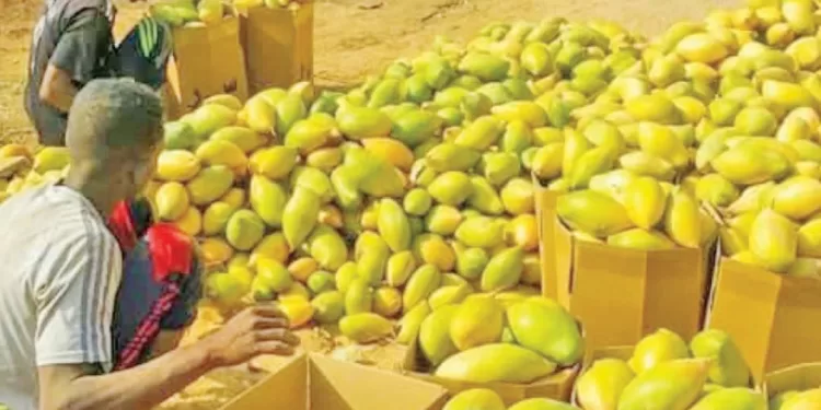 إنطلاق النسخة الأولى لمهرجان المانجو.. الخميس 1 - جريدة الجمهورية «رمضان».. صفقة القرن فى الزمالك