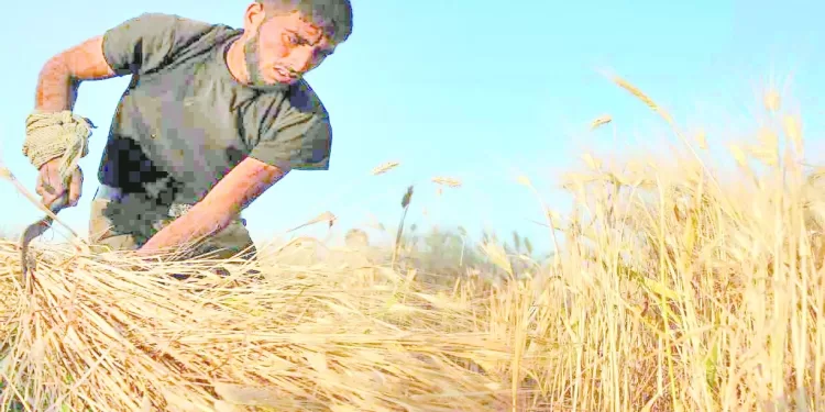 موسم القمح ينتهى بعد 72 ساعة.. و«النتائج إيجابية»:ارتفاع معدلات التوريد من المزارعين إلى 3.6 مليون طن 1 - جريدة الجمهورية موسم القمح ينتهى بعد 72 ساعة.. و«النتائج إيجابية»:ارتفاع معدلات التوريد من المزارعين إلى 3.6 مليون طن