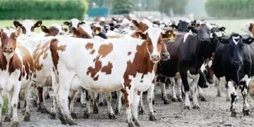 مدافع «الأبيض».. مطلوب فى الجونة