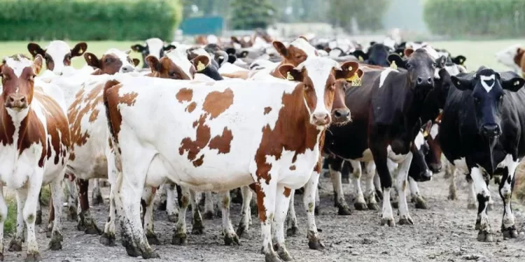مدافع «الأبيض».. مطلوب فى الجونة