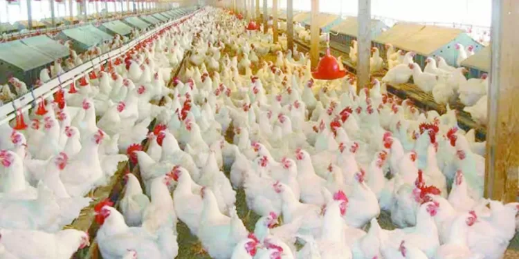 تراجع الأعلاف.. وزيادة الإنتاج.. أهم الأسباب: أسعار الدواجن.. «فى النازل»