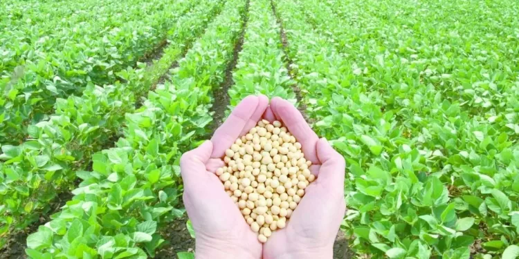 د.هشام فريد خبير الزراعة البيولوجية والتنمية  المستدامة فى هولندا لـ «الجمهورية  الأسبوعى»: محطات معالجة المياه تساعد فى مواجهة التحديات .. «الضبعة» توفر الطاقة المستقبلية