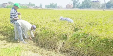 موسم حصاد كله خير.. الأرز الجديد .. نوّر أرض النيل 8 - جريدة الجمهورية حالة «جلال» مستقرة