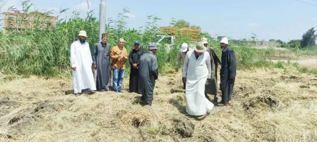 موسم حصاد كله خير.. الأرز الجديد .. نوّر أرض النيل 6 | جريدة الجمهورية