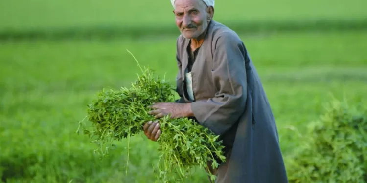 قبل لقائه بوتسوانا .. إحلال وتجديد فى تشكيلة «الفراعنة»