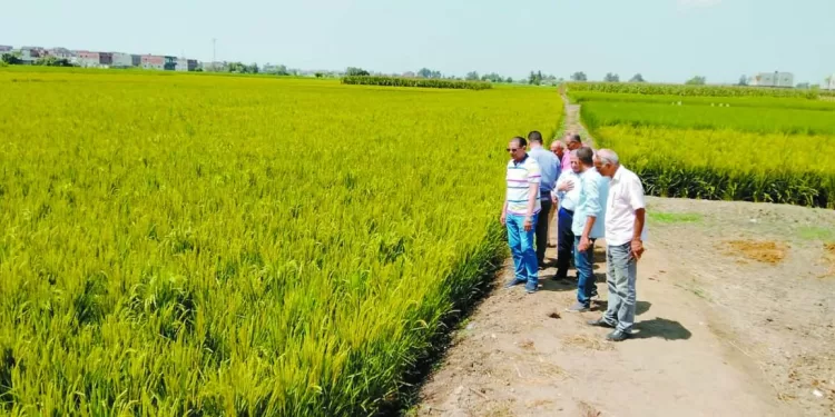 رئيس الوزراء يهنئ بالعيد 72: الفلاح المصرى أحد الدعائم الرئيسية للاقتصاد الوطنى