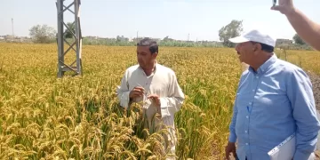 رئيس المشروع القومي لتطوير الأرز: 1.7 مليون فدان تنتج 7 ملايين طن.. الإنتاج يسجل رقمًا قياسيًا