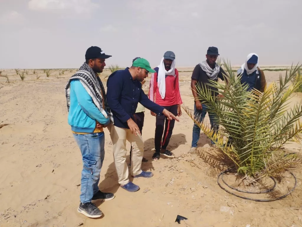 «مركز النخيل» يقدم حلولًا مبتكرة لمزارعي النخيل 20 | جريدة الجمهورية