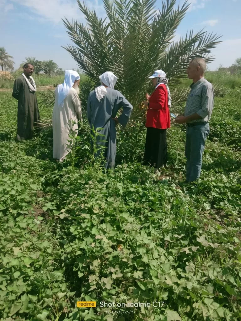 «مركز النخيل» يقدم حلولًا مبتكرة لمزارعي النخيل 4 | جريدة الجمهورية