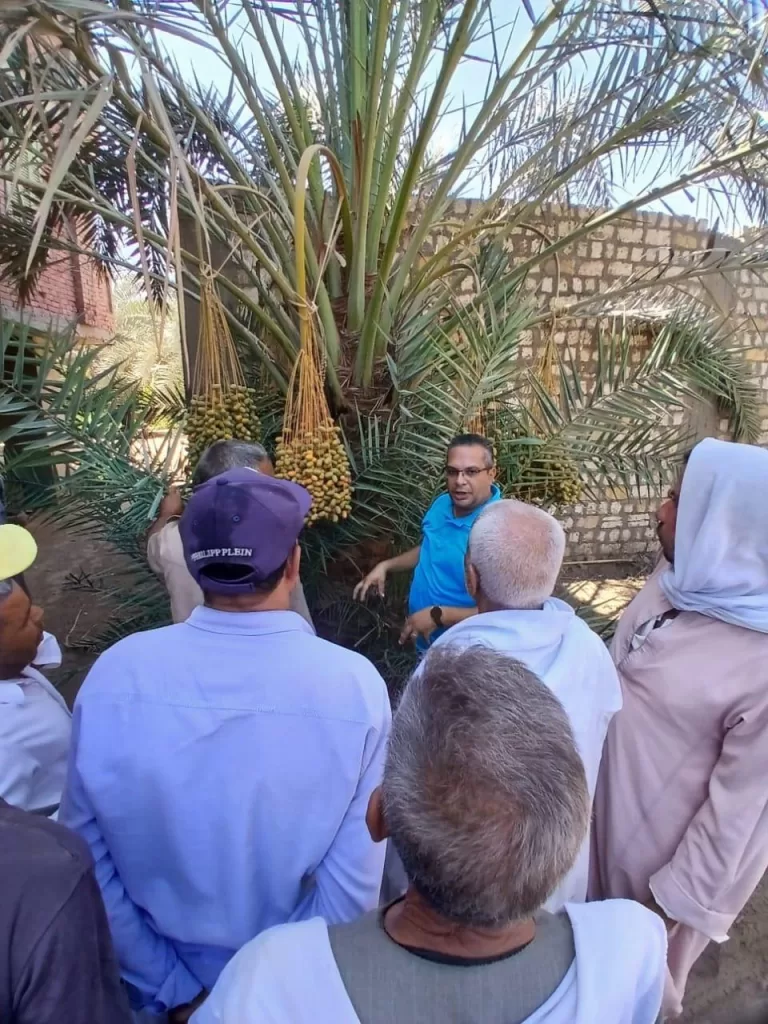 «مركز النخيل» يقدم حلولًا مبتكرة لمزارعي النخيل 2 | جريدة الجمهورية