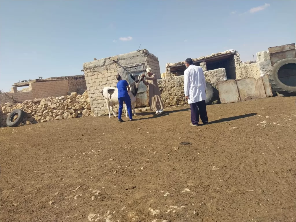 قوافل الشفاء: رحلة في أعماق الريف المصري لإنقاذ الثروة الحيوانية 3 - جريدة الجمهورية WhatsApp Image 2024 09 07 at 5.06.27 PM - جريدة الجمهورية