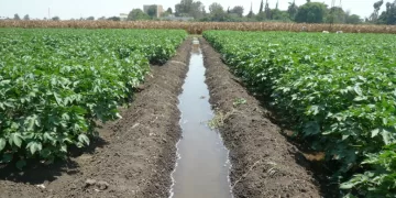 معهد القطن: الري المعتدل هو الحل الأمثل لمواجهة الموجة الحارة وزيادة الإنتاج