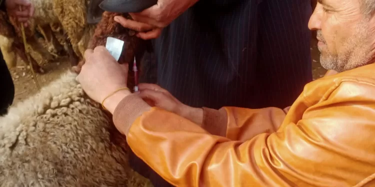 بيطري الجيزة يبدأ اليوم حملة تحصين الاغنام ضد الطاعون 1 - جريدة الجمهورية فرحة لا توصف تملأ المدارس في أول يوم دراسي بالجيزة