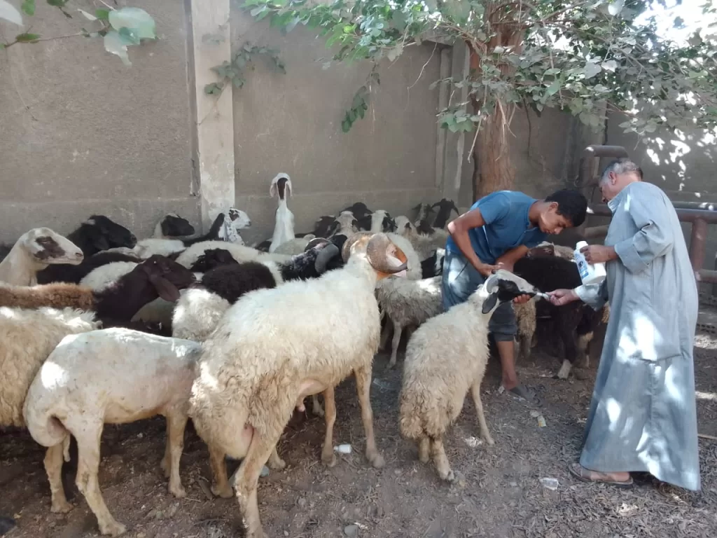 بيطري الجيزة يبدأ اليوم حملة تحصين الاغنام ضد الطاعون 4 - جريدة الجمهورية WhatsApp Image 2024 09 21 at 12.59.22 PM 2 - جريدة الجمهورية