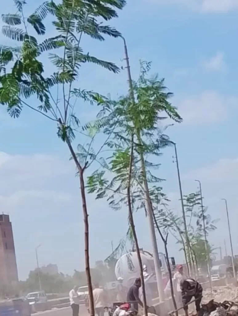 الدقهلية: حملة تطوير شاملة للطريق الدائري بالمنصورة 22 - جريدة الجمهورية WhatsApp Image 2024 09 21 at 5.44.09 PM - جريدة الجمهورية