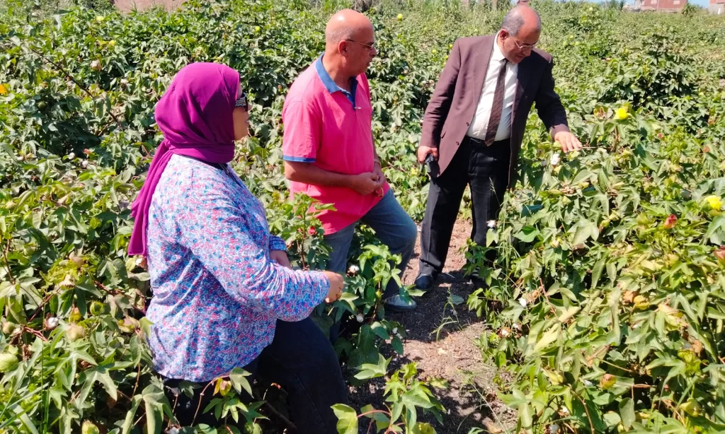 زراعة البحيرة تضع خطة متكاملة لمتابعة وتحسين إنتاجية القطن 3 - جريدة الجمهورية WhatsApp Image 2024 09 24 at 12.46.08 PM - جريدة الجمهورية