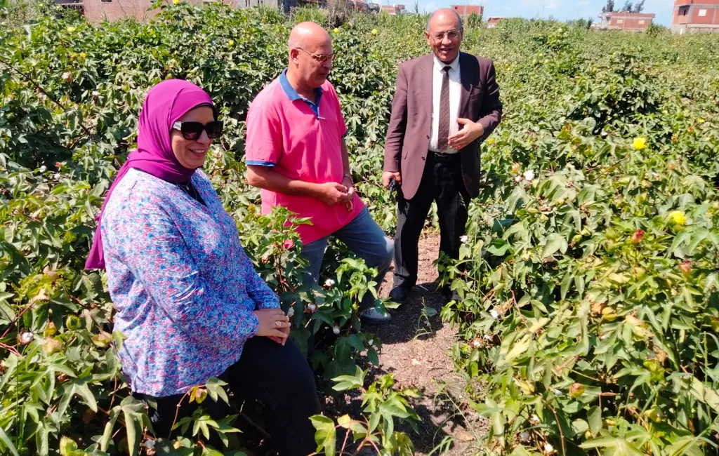 زراعة البحيرة تضع خطة متكاملة لمتابعة وتحسين إنتاجية القطن 6 - جريدة الجمهورية WhatsApp Image 2024 09 24 at 12.46.24 PM - جريدة الجمهورية
