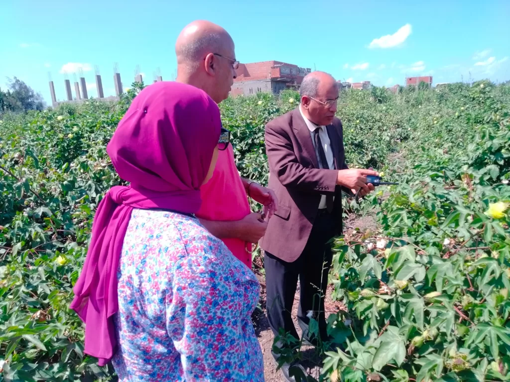 زراعة البحيرة تضع خطة متكاملة لمتابعة وتحسين إنتاجية القطن 7 - جريدة الجمهورية WhatsApp Image 2024 09 24 at 12.46.29 PM - جريدة الجمهورية