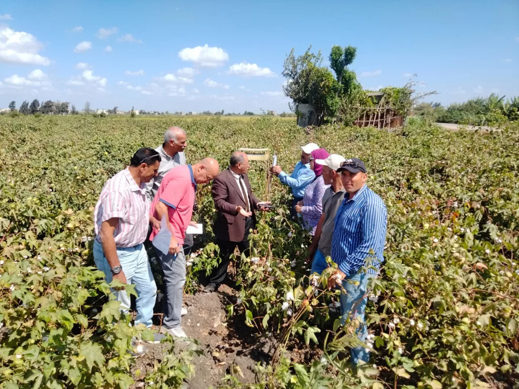 زراعة البحيرة تضع خطة متكاملة لمتابعة وتحسين إنتاجية القطن 8 - جريدة الجمهورية WhatsApp Image 2024 09 24 at 12.46.48 PM - جريدة الجمهورية