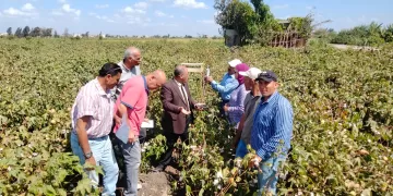 زراعة البحيرة تضع خطة متكاملة لمتابعة وتحسين إنتاجية القطن