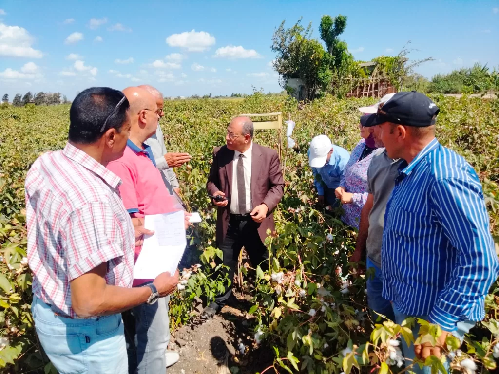 زراعة البحيرة تضع خطة متكاملة لمتابعة وتحسين إنتاجية القطن 10 - جريدة الجمهورية WhatsApp Image 2024 09 24 at 12.46.49 PM - جريدة الجمهورية